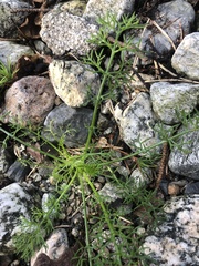 Tripleurospermum maritimum