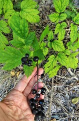 Actaea spicata