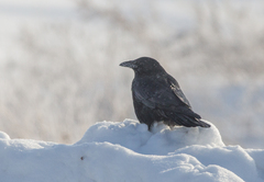Corvus corone orientalis