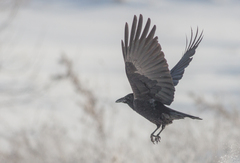 Corvus corone orientalis
