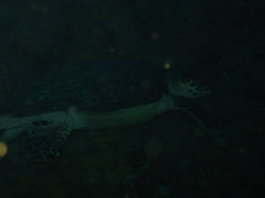 Eretmochelys imbricata