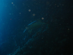 Eretmochelys imbricata