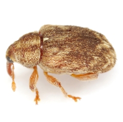 Lignyodes horridulus