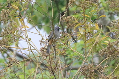 Saltator grandis