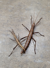 Anisomorpha buprestoides