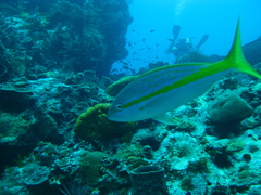 Ocyurus chrysurus
