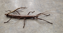 Anisomorpha buprestoides