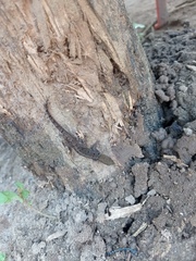 Gonatodes albogularis albogularis