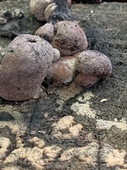Daldinia childiae