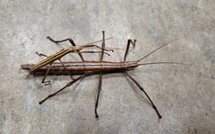 Anisomorpha buprestoides