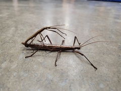 Anisomorpha buprestoides