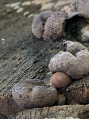 Daldinia childiae