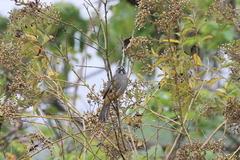 Saltator grandis