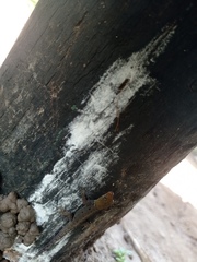 Gonatodes albogularis albogularis