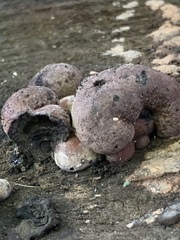 Daldinia childiae