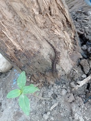 Gonatodes albogularis albogularis