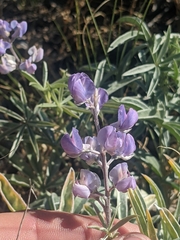 Lupinus argenteus