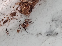 Plexippus paykulli