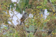 Saltator grandis