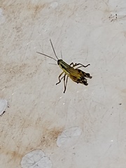 Boopedon flaviventris