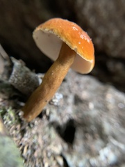 Gyroporus