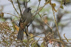Saltator grandis