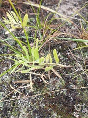 Asclepias lanuginosa