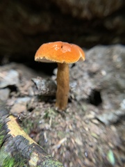 Gyroporus