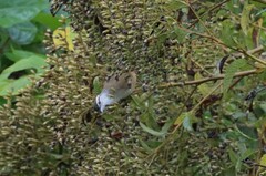 Cantorchilus modestus