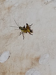 Boopedon flaviventris