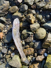 Acanthogobius flavimanus