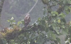 Buteo plagiatus
