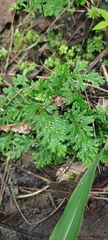 Selaginella pallescens