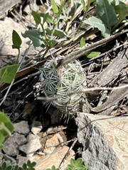 Neolloydia conoidea