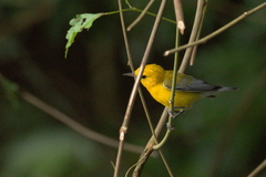 Protonotaria citrea