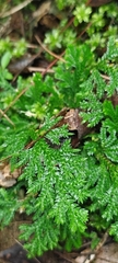 Selaginella pallescens