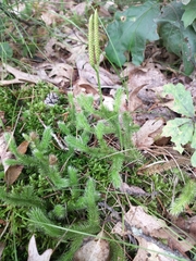 Lycopodium clavatum