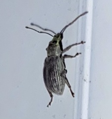 Cyrtepistomus castaneus