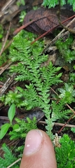 Selaginella pallescens