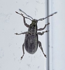 Cyrtepistomus castaneus