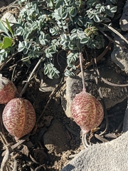 Astragalus platytropis