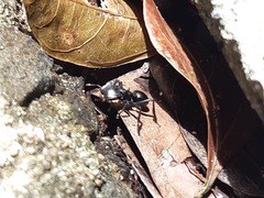 Cephalotes atratus