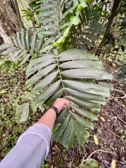 Ptychosperma macarthurii