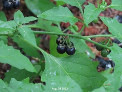 Solanum nigrum