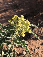 Asclepias macrosperma