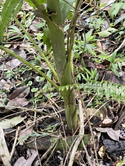 Ptychosperma macarthurii