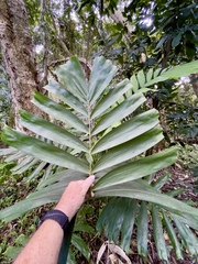 Ptychosperma macarthurii