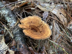 Coltricia cinnamomea