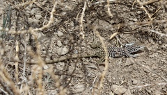 Aspidoscelis tesselatus