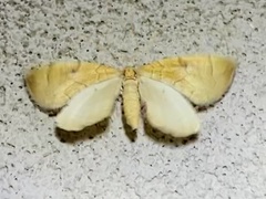 Eulithis propulsata